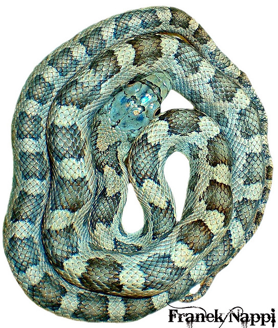 Panterophis obsoletus rossaleni