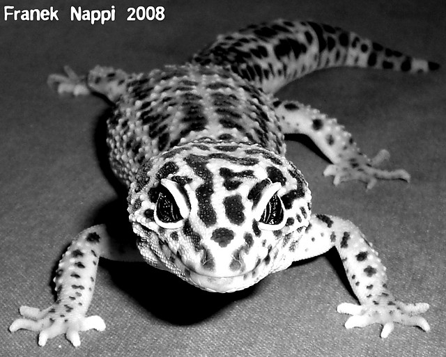 Gekon lamparci [classic]