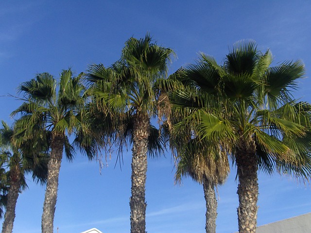 Palmy w Playa Blanca