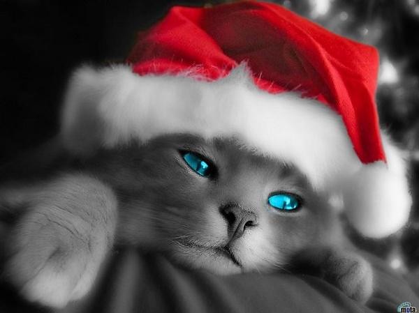 Kiciaaa < 3