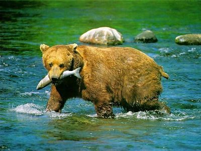 wwf