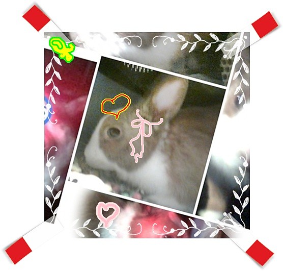 Kicus