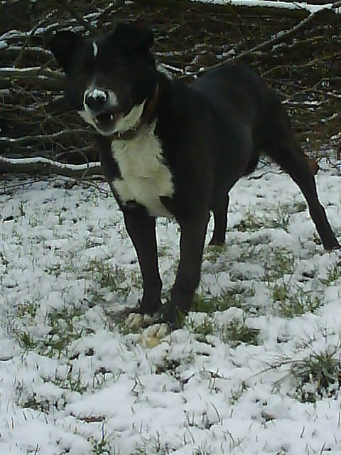 Bobi ;**