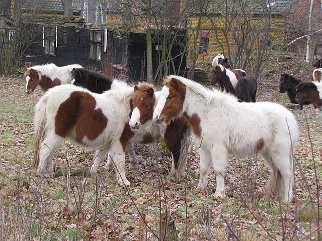 zima 2008