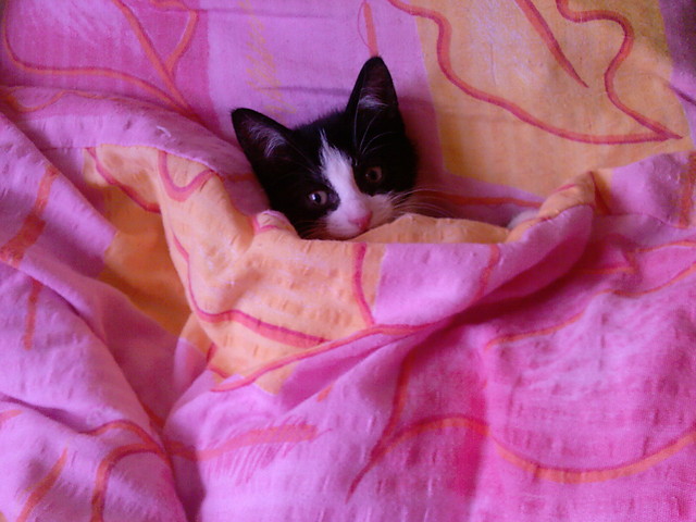Tosiu:P
