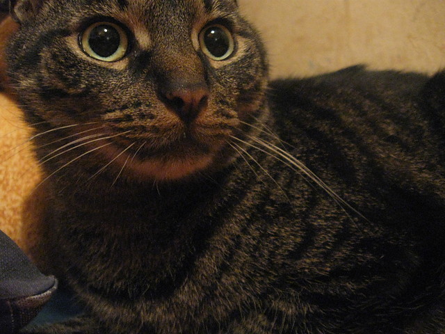 tygrysek ^^