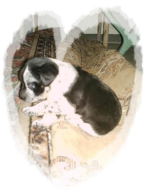 acio ;*****
