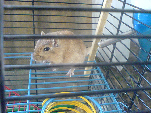 Tayson dla pana k xD ;**