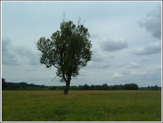 samotny