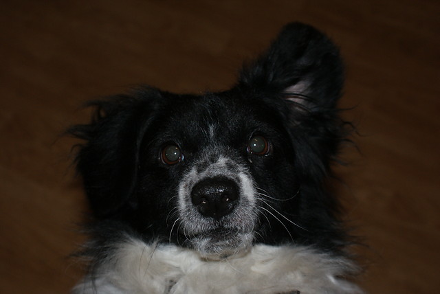 Zwyky dzie