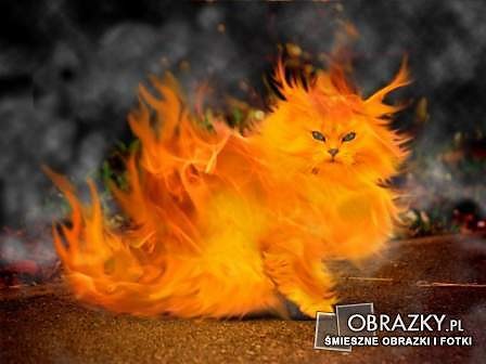 fire cat!!!