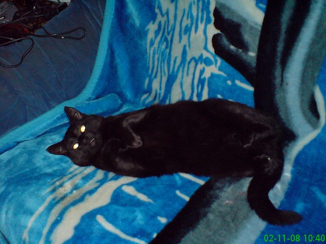 MOJA KICIA!!!! (Maxio)!!!!!!!!!