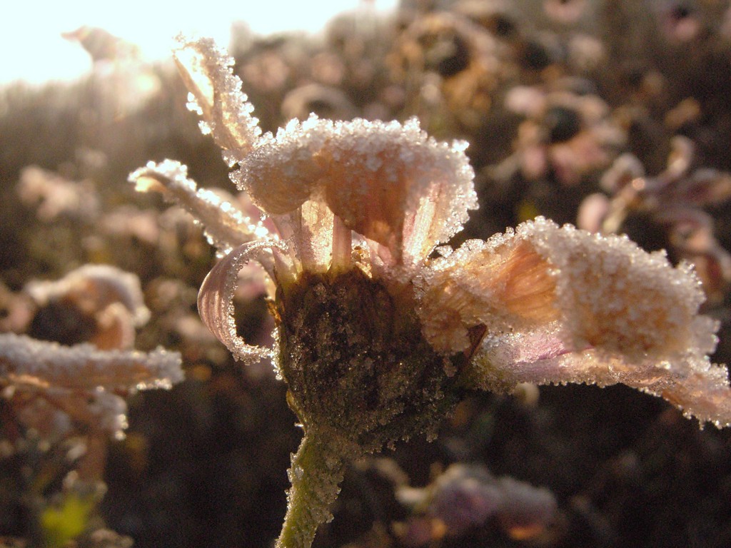 Frozen flower :)