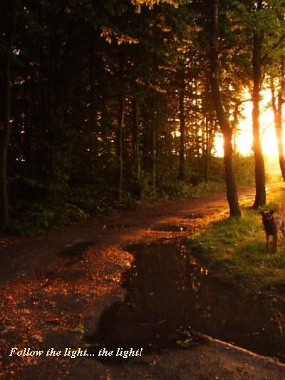 The light...
