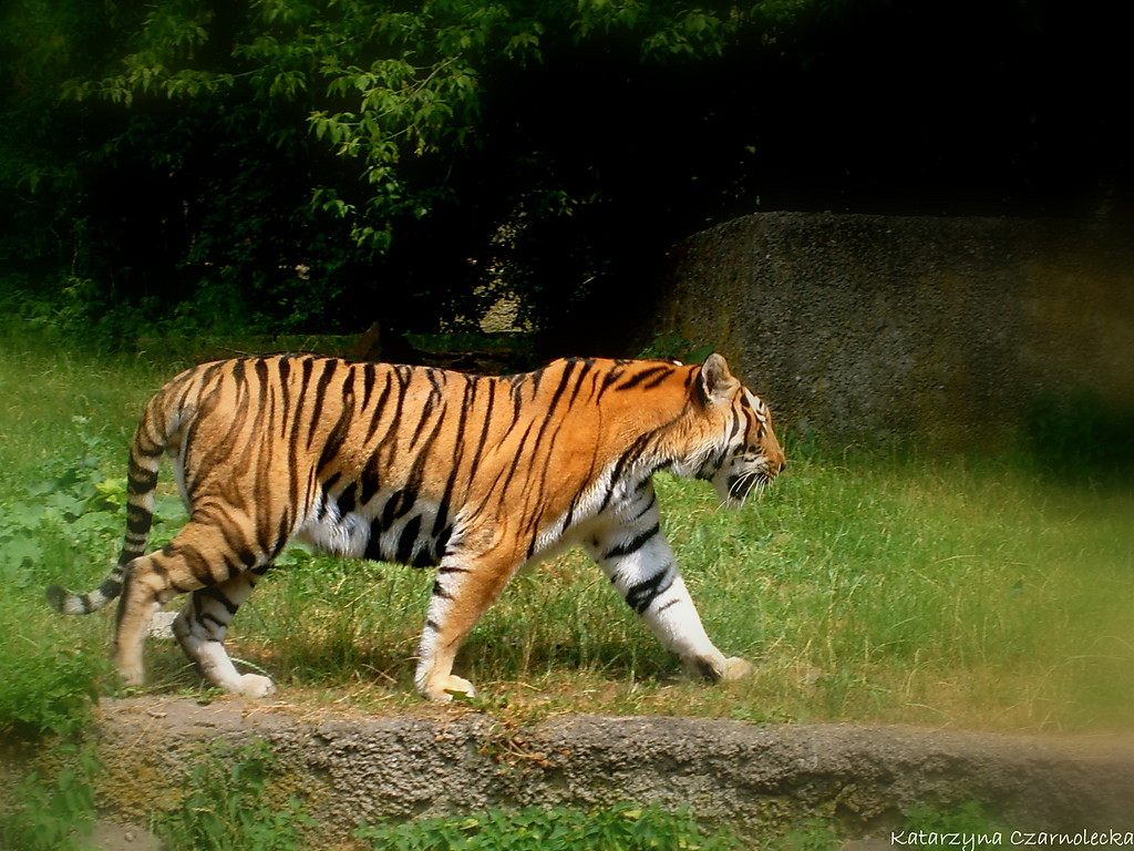 tiger