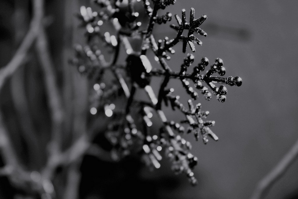 star.