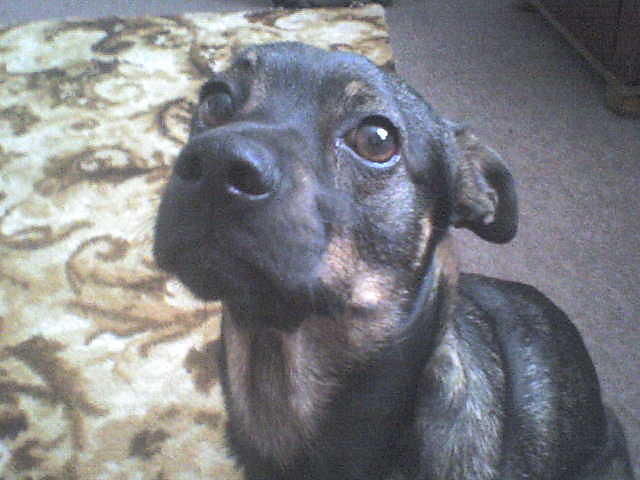 edzioo