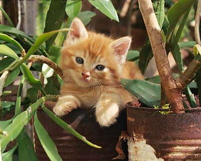 kitty :>
