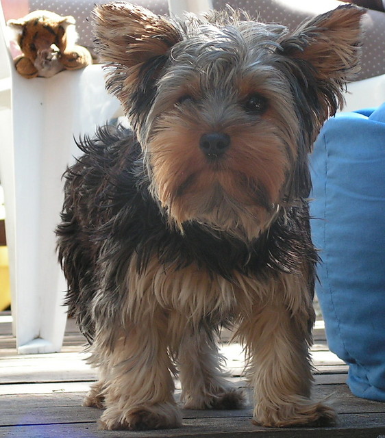 Maju .!