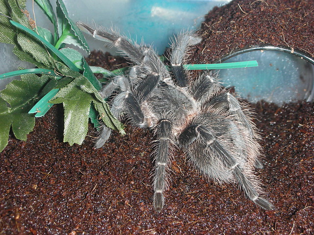 Lasiodora Difficilis L14