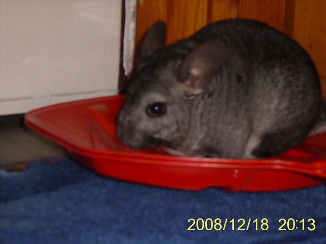 fisia