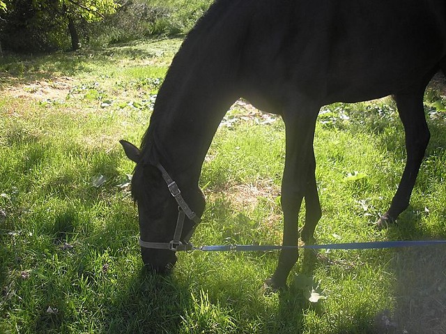 Jurka 