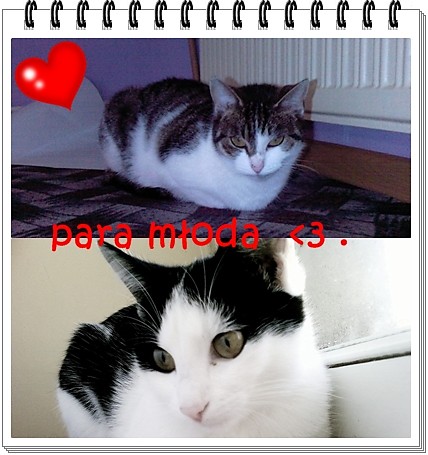 para moda 