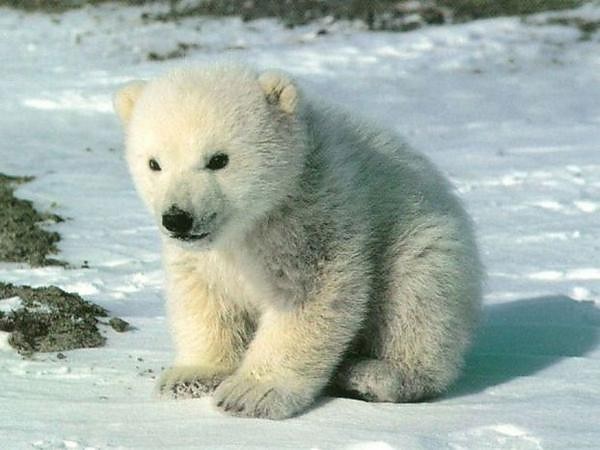 NIEDZWIEDZ POLARNY.