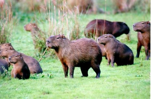 KAPIBARA / CAPIVARA.
