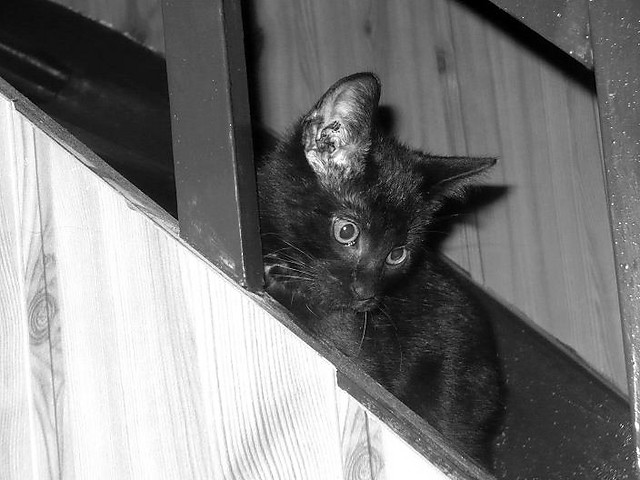 Paku:)