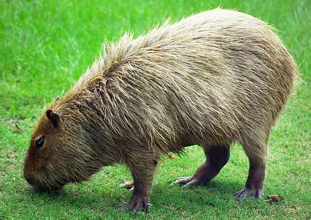 KAPIBARA / CAPIVARA.