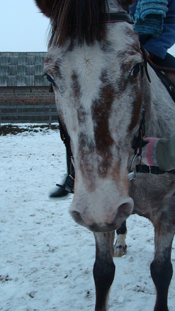Tercja 