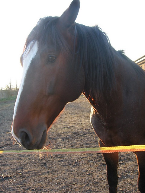 monsun