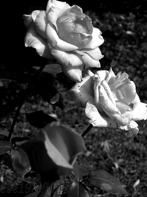 Rose..