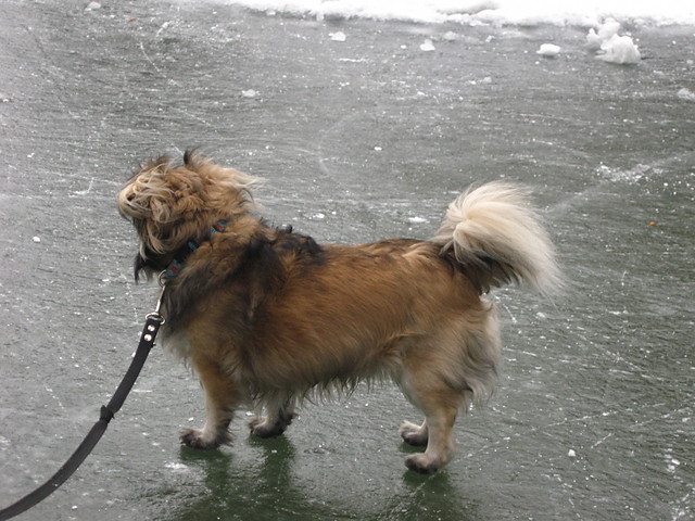 Muffi.