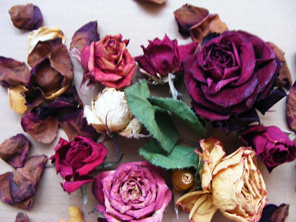 .roses.