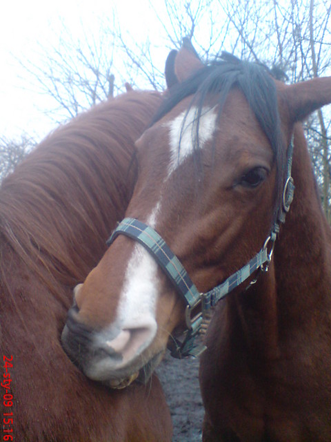 Taru :3