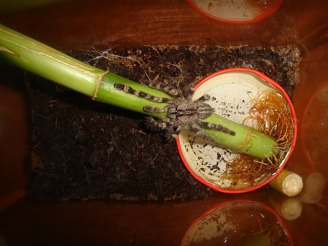 P.regalis