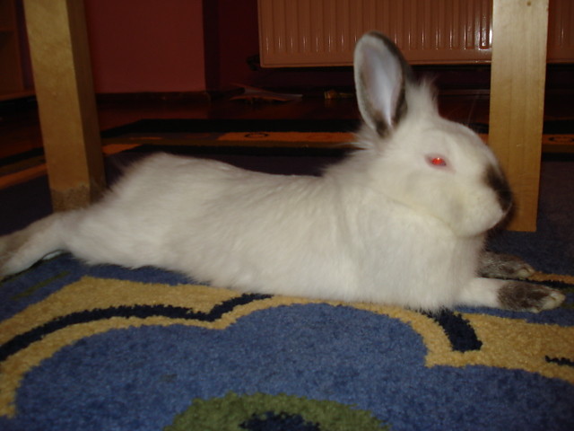 CZik