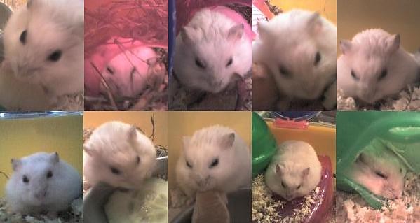 Mj chomik :)