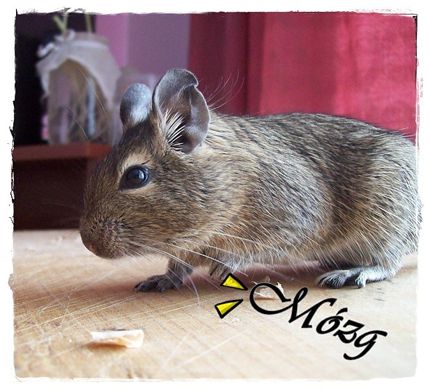 o;p bije mi ;p