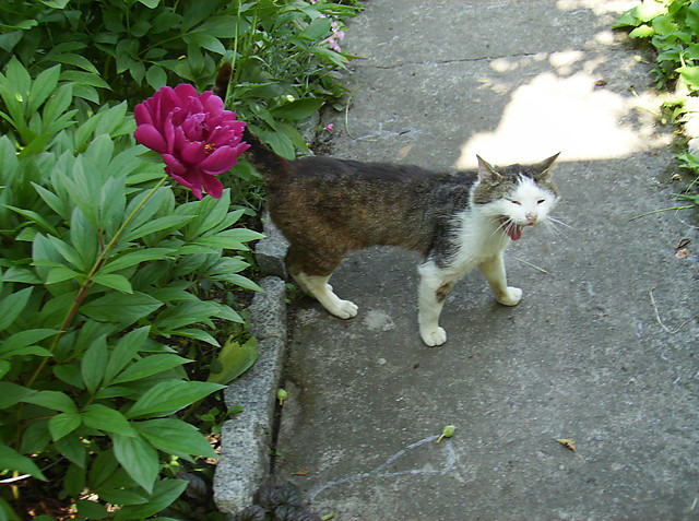 Mae miau