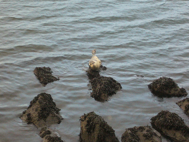 foczka : Irlandia,Bangor