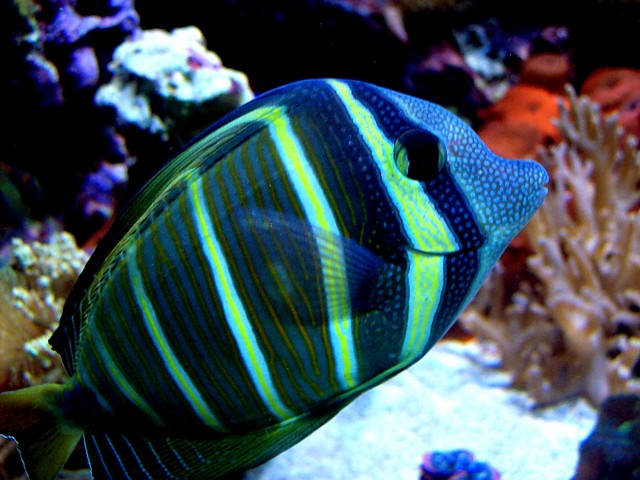 Zoologiczna