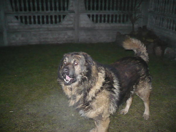 Mj piesek:)malutki;p