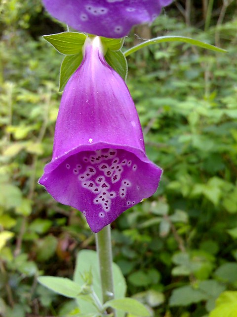 Flower of Kerry :)