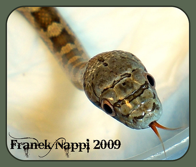 Panterophis obsoletus rossaleni