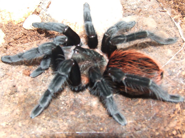 Brachypelma Vagans