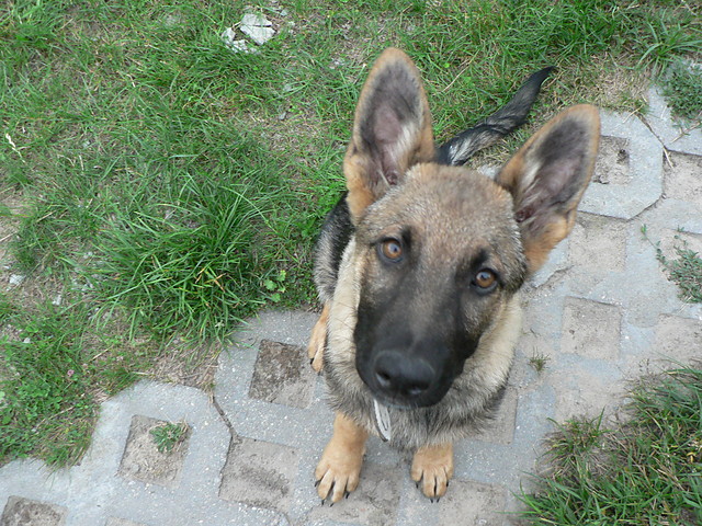 Elmu