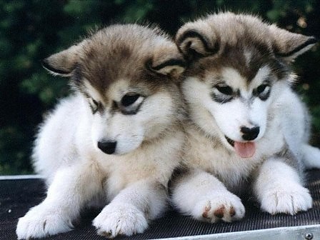 Husky